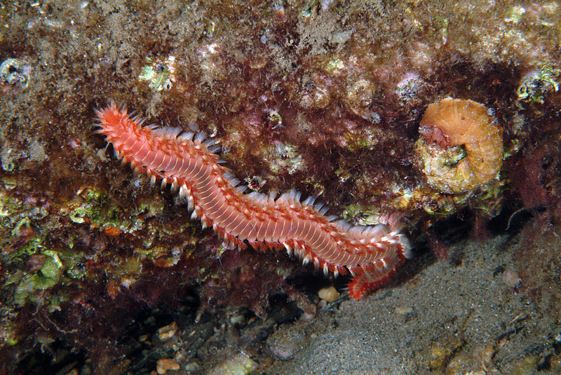 Hermodice carunculata